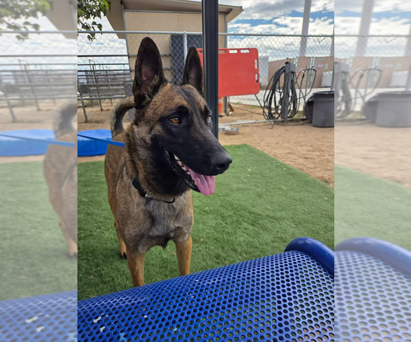 Medium Photo #2 Mutt Puppy For Sale in Imlay City, MI, USA