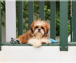 Small Photo #4 Shih Tzu Puppy For Sale in SYRACUSE, IN, USA