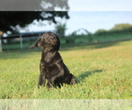 Small Photo #2 Labrador Retriever Puppy For Sale in SARCOXIE, MO, USA