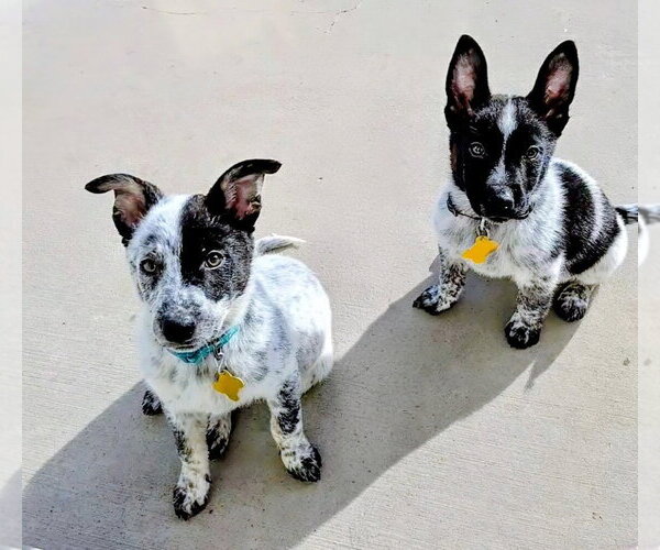 Medium Photo #6 Collie-Unknown Mix Puppy For Sale in Sandy, UT, USA