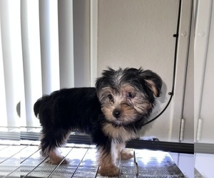 Yorkshire Terrier Puppy for sale in FRESNO, CA, USA