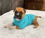 Small Mutt