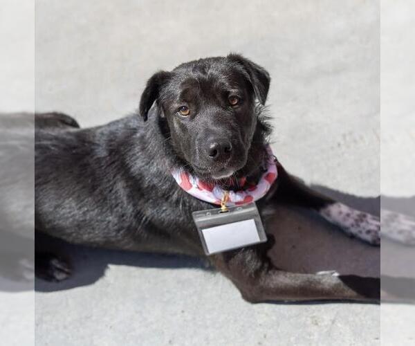 Medium Photo #12 Labrador Retriever-Unknown Mix Puppy For Sale in San Diego, CA, USA