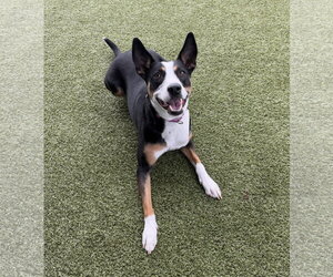 Chelsea - Female Australian Kelpie-Unknown Mix Dog for Adoption - Photo #4