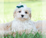 Small Photo #66 Maltipoo (Miniature) Puppy For Sale in WARSAW, IN, USA