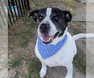 Border Collie-Unknown Mix Dogs for adoption in Galveston, TX, USA