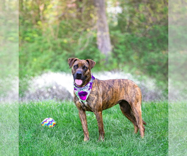 Medium Photo #4 Mountain Cur-Unknown Mix Puppy For Sale in Unionville, PA, USA