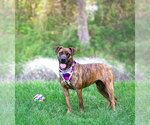 Small #3 Mountain Cur Mix
