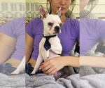 Small #5 Boston Terrier