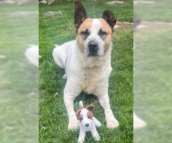 Medium Photo #17 Mutt Puppy For Sale in Rockaway, NJ, USA