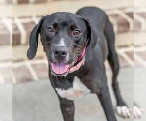 Labrador Retriever-Unknown Mix Dogs for adoption in Hilton Head, SC, USA