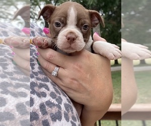 Boston Terrier Puppy for sale in BEND, OR, USA