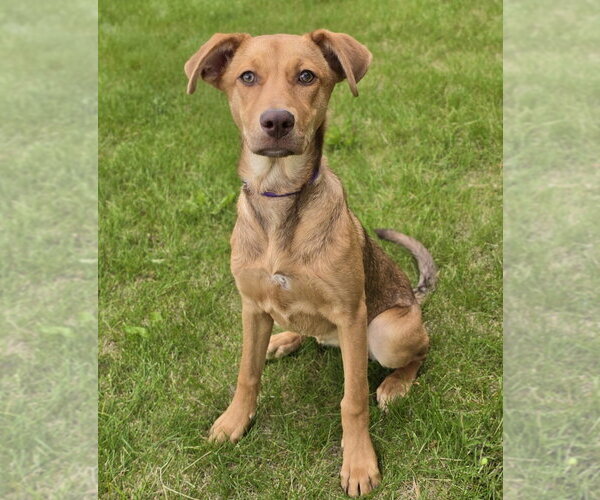 Medium Photo #13 Shepradors Puppy For Sale in Lakewood, CO, USA