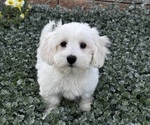 Small #3 Coton de Tulear