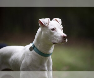 Ziggy - Male American Staffordshire Terrier-Jack Russell Terrier Mix Dog for Adoption - Photo #6