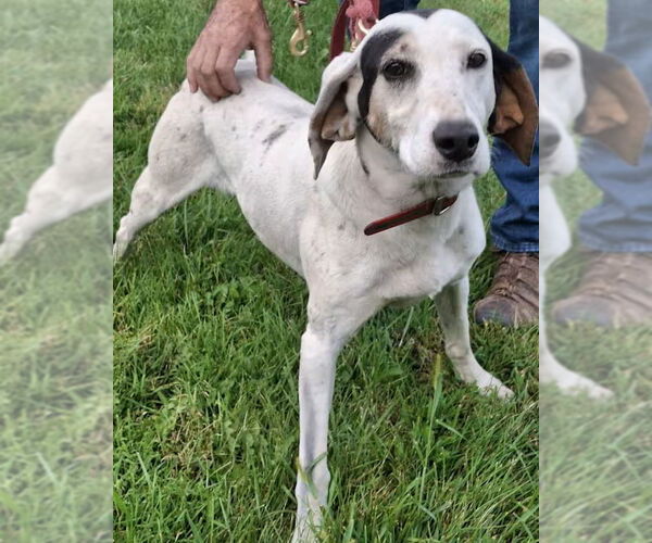 Medium Photo #1 English Coonhound-Treeing Walker Coonhound Mix Puppy For Sale in Monterey, VA, USA