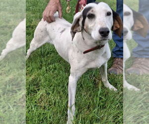 English Coonhound-Treeing Walker Coonhound Mix Dogs for adoption in Monterey, VA, USA