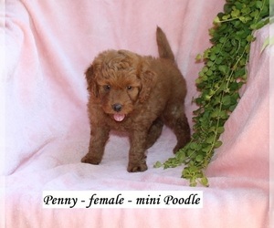 Poodle (Miniature) Puppy for sale in CLARKRANGE, TN, USA