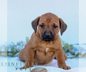 Rhodesian Ridgeback Puppy for sale in GORDONVILLE, PA, USA