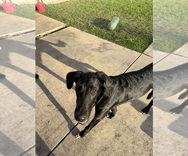 Medium Photo #3 Collie-Great Dane Mix Puppy For Sale in Bullard, TX, USA