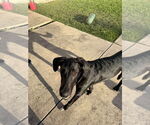 Small #2 Collie-Great Dane Mix