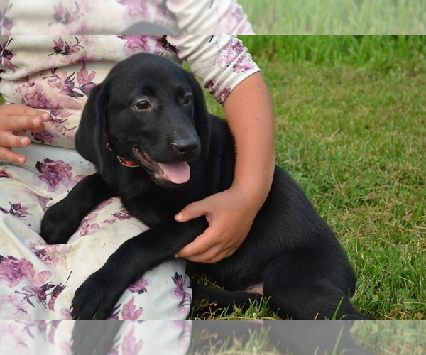 Medium Photo #4 Labrador Retriever Puppy For Sale in GREENWOOD, WI, USA