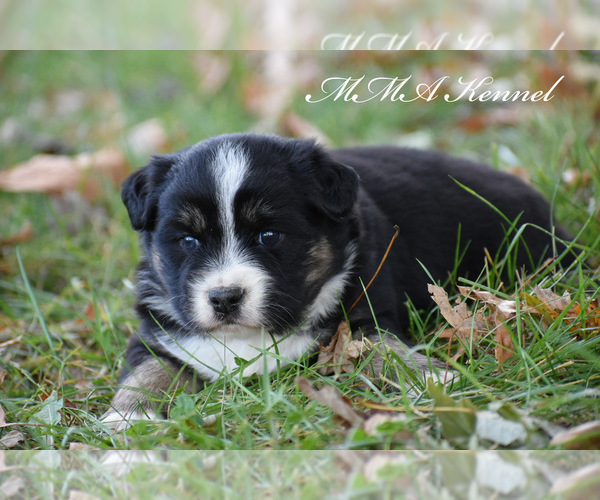 Medium Photo #1 Australian Shepherd Puppy For Sale in EASTON, MO, USA