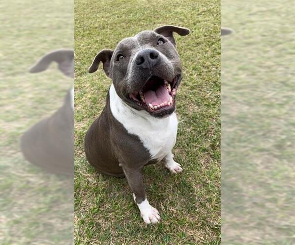 Medium Photo #2 Mutt Puppy For Sale in Rosenberg, TX, USA