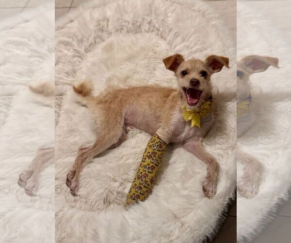 Medium Photo #5 Mutt Puppy For Sale in Newport Beach, CA, USA