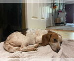 Small #2 Beagle