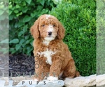 Small #2 Goldendoodle (Miniature)