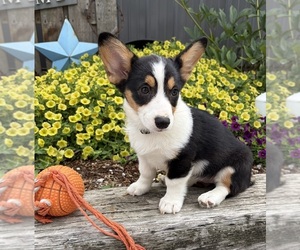 Pembroke Welsh Corgi Puppy for sale in MIDDLEBURY, IN, USA