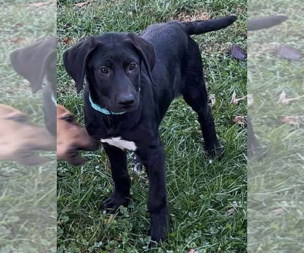 Medium Photo #2 Labrador Retriever-Unknown Mix Puppy For Sale in Mount Laurel, NJ, USA