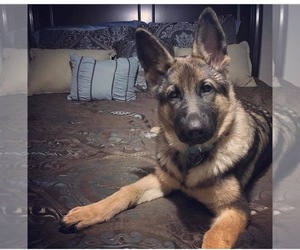 Mother of the German Shepherd Dog puppies born on 01/18/2026