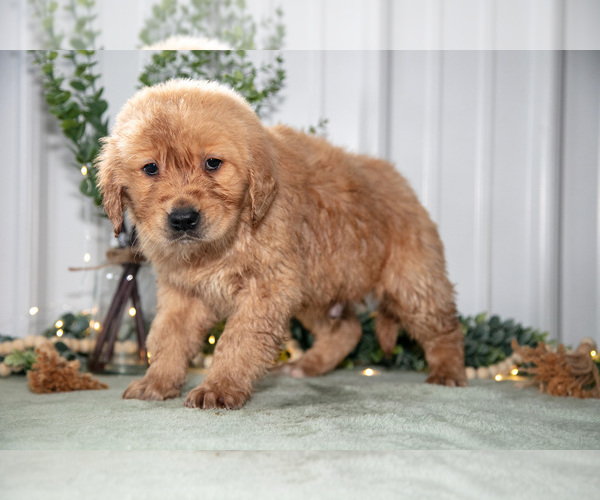 Medium Photo #3 Golden Retriever Puppy For Sale in HOLMESVILLE, OH, USA