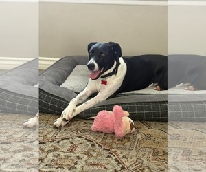 Lucy - Female Lab-Pointer Dog for Adoption - Photo #4