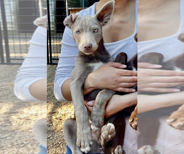 Medium Photo #6 Australian Kelpie Puppy For Sale in CAMAS, WA, USA