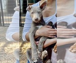 Small #5 Australian Kelpie