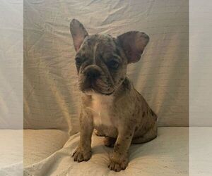 French Bulldog Puppy for sale in JOHNS ISLAND, SC, USA