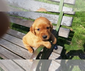 Beagle Puppy for sale in LEON, KS, USA