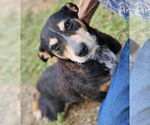 Small #2 Australian Shepherd Mix