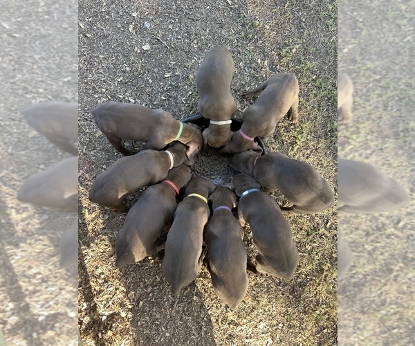 Medium Photo #5 Vizsla-Weimaraner Mix Puppy For Sale in MARSHVILLE, NC, USA