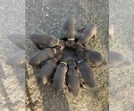 Small #4 Vizsla-Weimaraner Mix