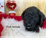 Small Photo #8 Goldendoodle Puppy For Sale in LAPOINT, UT, USA