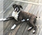 Small Photo #1 Boxer Puppy For Sale in CHESTERFIELD, SC, USA