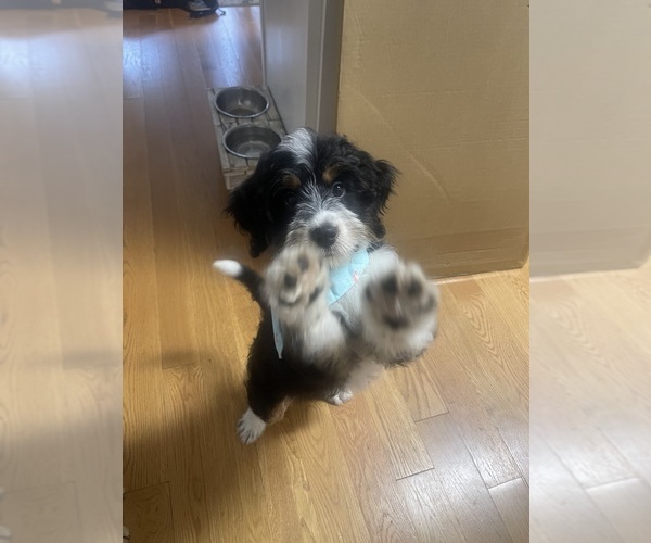 Medium Photo #7 Miniature Bernedoodle Puppy For Sale in PETERSBURG, VA, USA