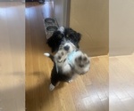 Small #6 Miniature Bernedoodle