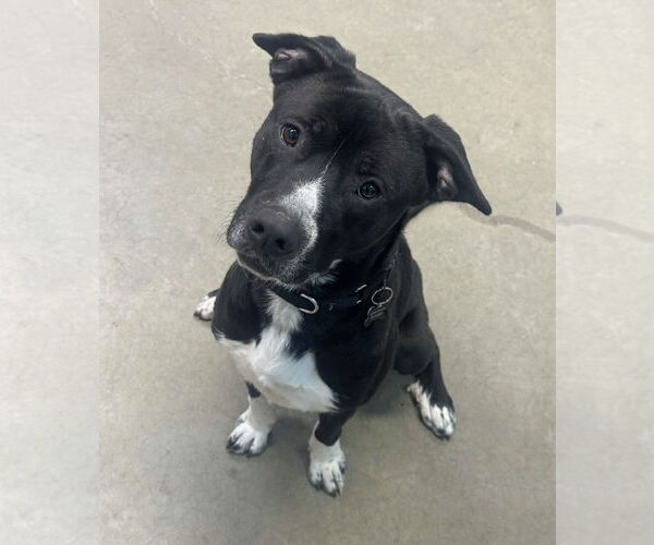 Medium Photo #1 Mutt Puppy For Sale in Rockaway, NJ, USA