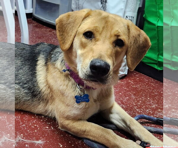 Medium Photo #8 Mutt Puppy For Sale in Fargo, ND, USA