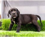 Puppy Krista Great Dane